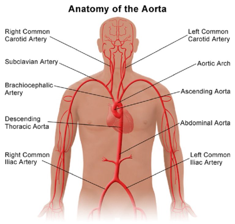 What is the Descending Aorta?