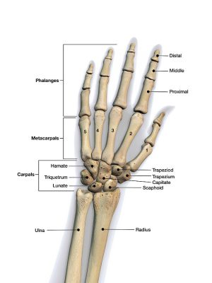 What Are the Human Wrist Bones? - EsHealthTips